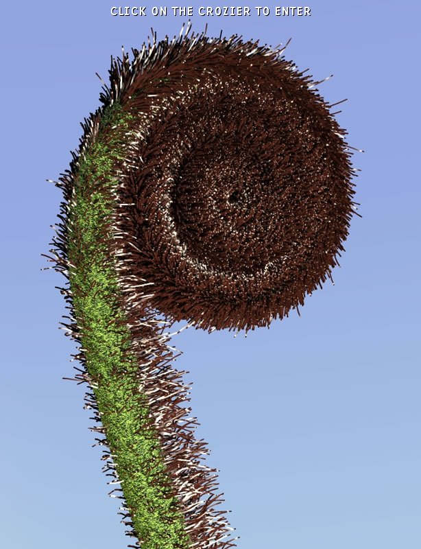 Crozier Fern